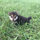 �t�n� shiba-inu.