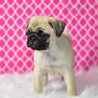 nejroztomilej�� �t��ata mopsl�k�