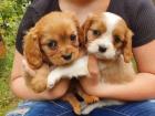 12 t�dn� star� �t��ata Cavalier King Charles.,.,.,, 