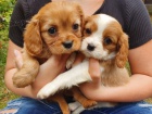 12 t�dn� star� �t��ata Cavalier King Charles//// 