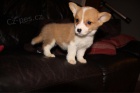 �t��ata Wellsh Corgi Pembroke p�ipraven� pro va�e domovy[';;/