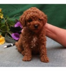 roztomil� a kr�sn� �t���tka pudl�k� k dispozici k adopci.