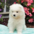 N�dhern� o�kovan� samojed �t��ata pro nov� domovy"":"