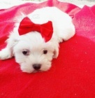 Kr�sn� chlapec a d�vka maltsk� �t��ata<??/