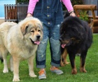 Rezervace Tibetsk� dogy s PP