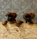 S PP ��h. boxer, Ch.S. Impressia-Box