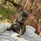 Francouzsk� buldo�ek-modr�