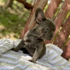 Francouzsk� buldo�ek-modr�