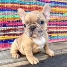 Francouzsk� buldo�ek s PP FCI