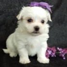 Malt�z��ek,malt�zsk� ps�k,malt