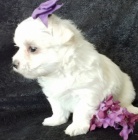 Malt�z��ek,malt�zsk� ps�k,malt