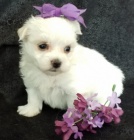 Malt�z��ek,malt�zsk� ps�k,malt