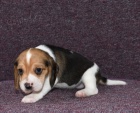 O�kovan� �t��ata Beagle na prodej