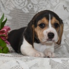 �t�n�tko b�gla