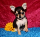 �ivava kr�tkosrst� mini -