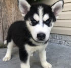 rozko�n� �t��ata sibi�sk�ho husky na prodej