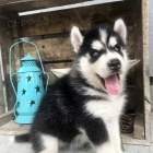 rozko�n� �t��ata sibi�sk�ho husky na prodej