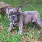 Rozko�n� francouzsk� buldo�ek