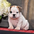 Vr�s�it� anglick� buldok