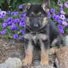 Vynikaj�c� n�meck� ov��k