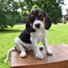 Optimistick� beagle