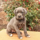 �umiv� Cane Corso (italsk� doga)