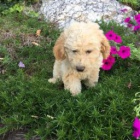 Sladk� mini goldendoodle