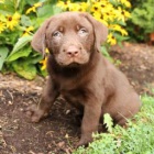 Miluj�c� labradorsk� retr�vr