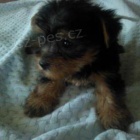 Optimistick� york��rsk� teri�r