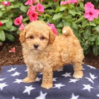 �t�pkova� Bichpoo