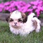 N�dhern� Shih Tzu