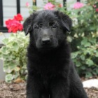 Sladk� n�meck� ov��k