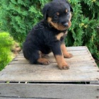 Radostn� rotvajler