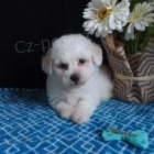 Mil� Bichon Frise