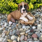 Hezk� �t��ata boxera