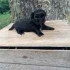 N�dhern� Shih Tzu