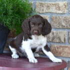 Roztomil� breta�sk� �pan�l