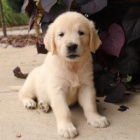 Sladk� zlat� retr�vr - anglick� kr�m