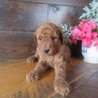 hezk� pudl (hra�ka)