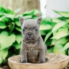 Mil� francouzsk� buldo�ek