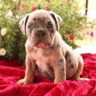 Mil� star� anglick� buldoky