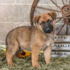 Mil� holandsk� ov��k