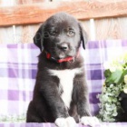 Fascinuj�c� Velk� Pyreneje