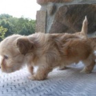 P��jemn� Havanese