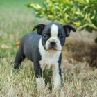 Miluj�c� Bostonsk� teri�r