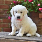 energick� zlat� retr�vr - anglick� kr�m