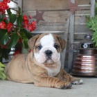 Miluj�c� anglick� buldok