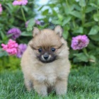 Miluj�c� francouzsk� buldok