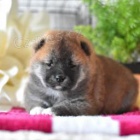 Mil��ku Shiba Inu