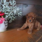 Rozko�n� miniaturn� pudl�ky